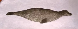 brown seal large
