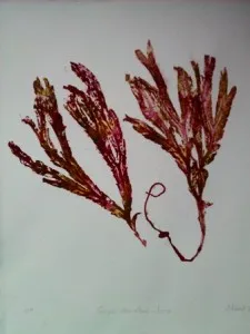 seaweed 1 small