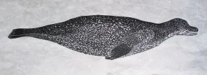 black seal large