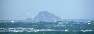 gulls over dutch mans cap