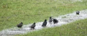 starlings bathing