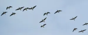 barnacles flying