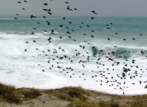 storm beach starlings