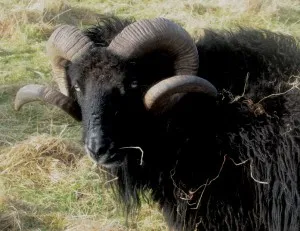 JOHNS RAM GIVING ME A HARD STARE